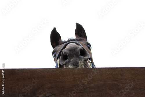 Black horse peeking through the wooden fence, white background. Funny horse, close up view.