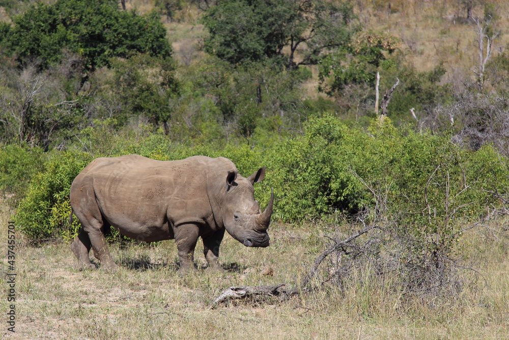 Fototapeta premium Breitmaulnashorn / Square-lipped rhinoceros / Ceratotherium Simum