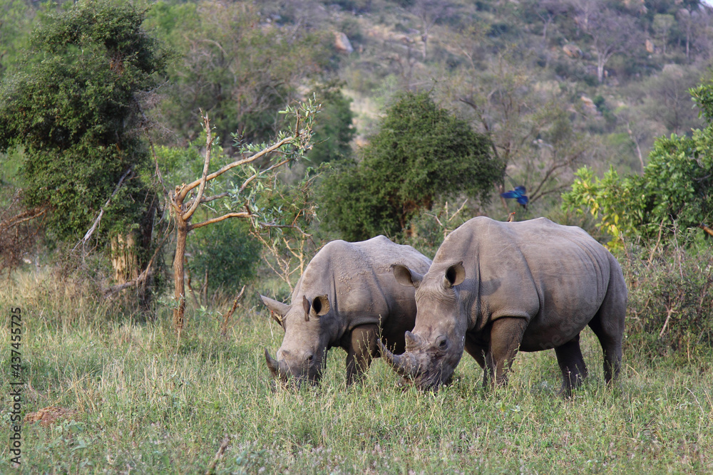 Obraz premium Breitmaulnashorn und Rotschnabel-Madenhacker / Square-lipped rhinoceros and Red-billed oxpecker / Ceratotherium Simum et Buphagus erythrorhynchus