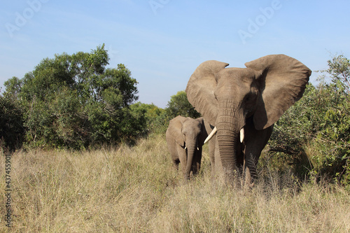 Afrikanischer Elefant / African elephant / Loxodonta africana....