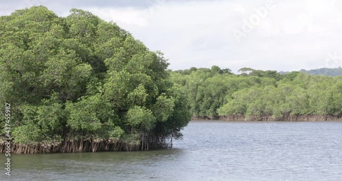 Costa Rica, Guanacaste province, mangroves in Matapalo creek photo
