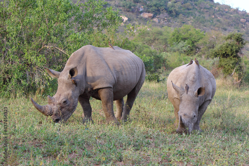 Obraz premium Breitmaulnashorn und Rotschnabel-Madenhacker / Square-lipped rhinoceros and Red-billed oxpecker / Ceratotherium Simum et Buphagus erythrorhynchus.