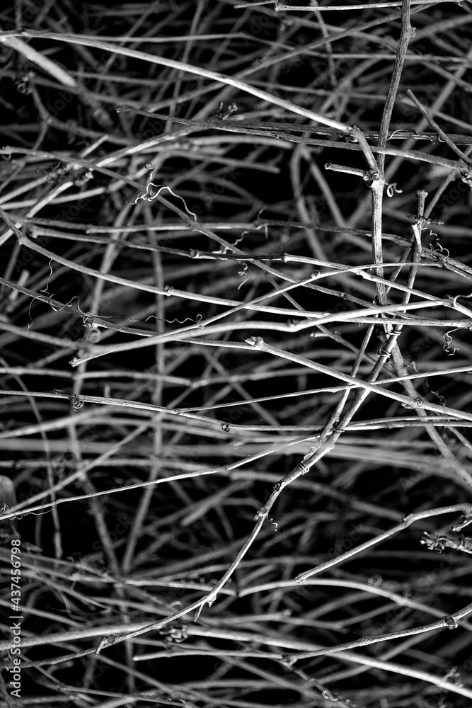 Ice covered tree limbs from an ice storm Ice covered tree limbs from an ice storm