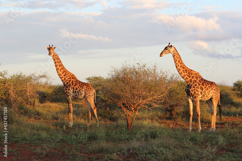 Photography Giraffe / Giraffe / Giraffa camelopardalis