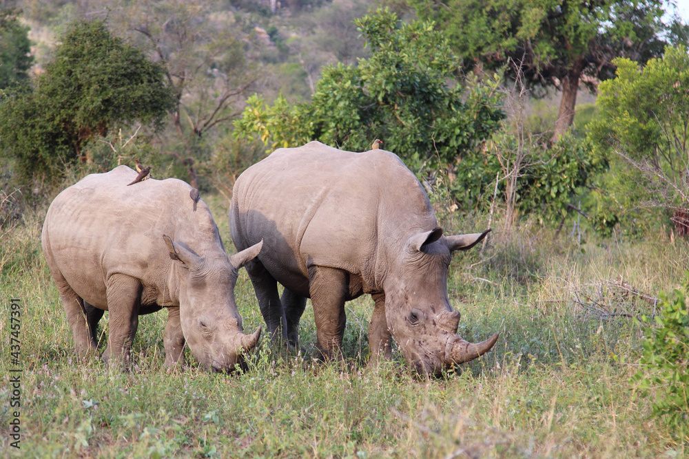 Obraz premium Breitmaulnashorn und Rotschnabel-Madenhacker / Square-lipped rhinoceros and Red-billed oxpecker / Ceratotherium Simum et Buphagus erythrorhynchus.