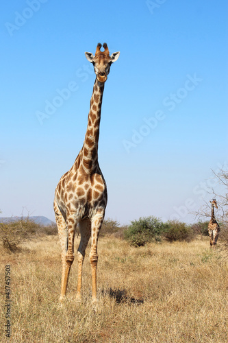 Giraffe   Giraffe   Giraffa camelopardalis