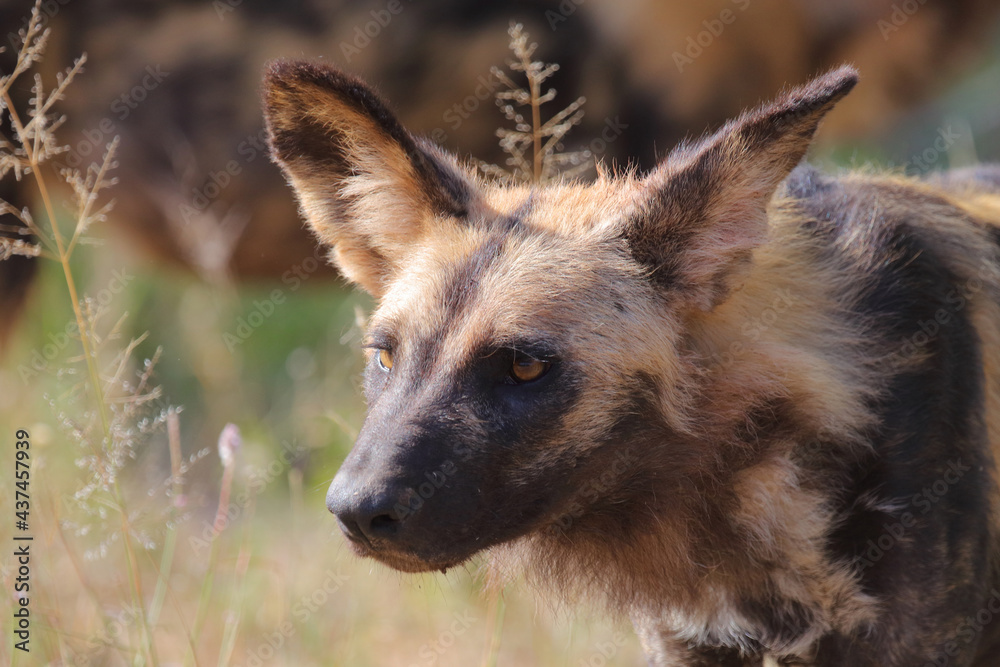 Afrikanischer Wildhund / African wild dog / Lycaon pictus. Afrikanischer Wildhund / African wild dog / Lycaon pictus.
