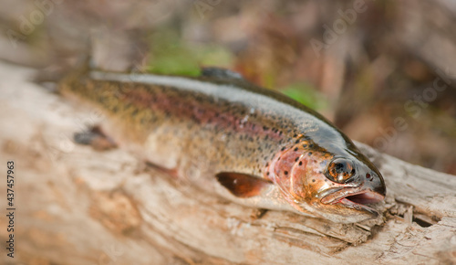 Fishing for the Pan - Rainbow Trout
