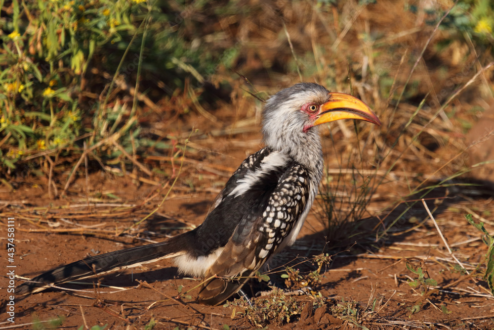 Fototapeta premium Südlicher Gelbschnabeltoko / Southern yellow-billed hornbill / Tockus leucomelas
