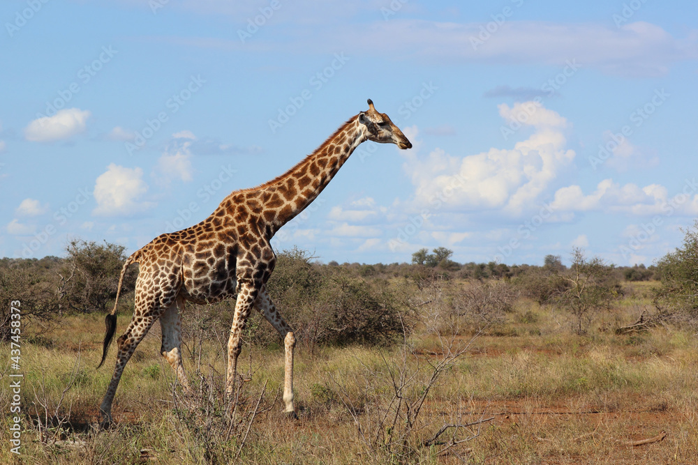 Obraz premium Giraffe / Giraffe / Giraffa camelopardalis