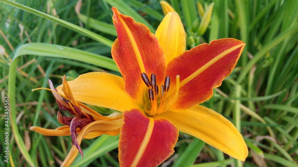 Beautiful colorful flower Beautiful colorful flower