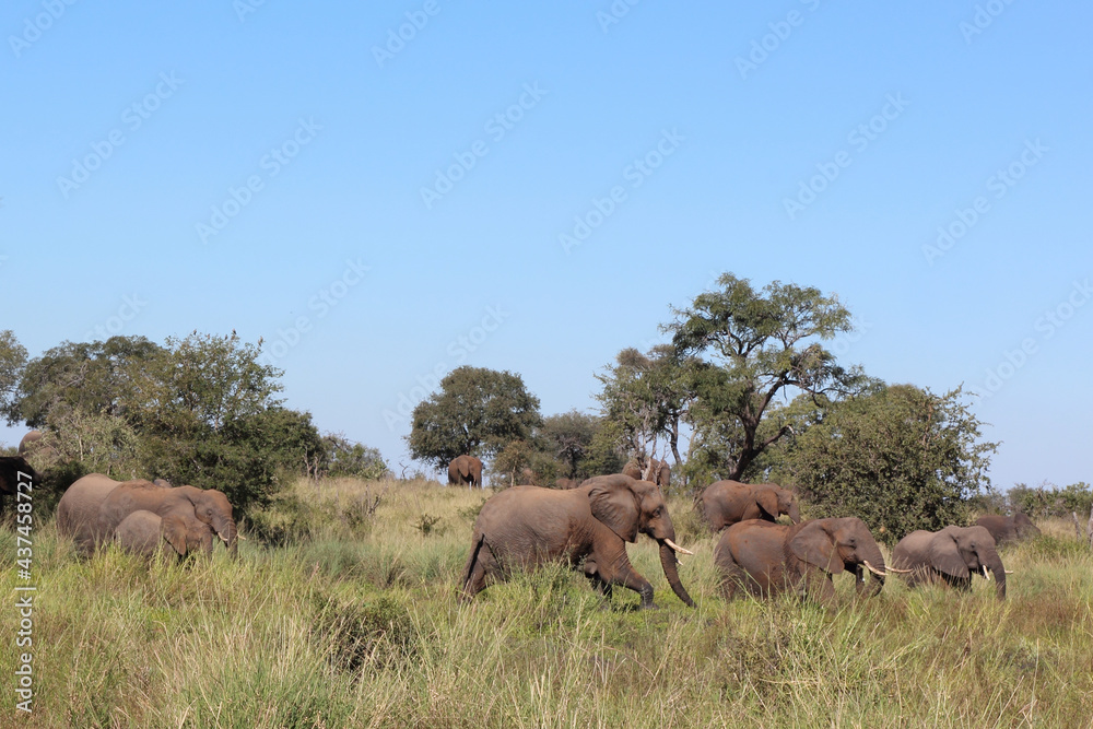 Afrikanischer Elefant / African elephant / Loxodonta africana... Afrikanischer Elefant / African elephant / Loxodonta africana...