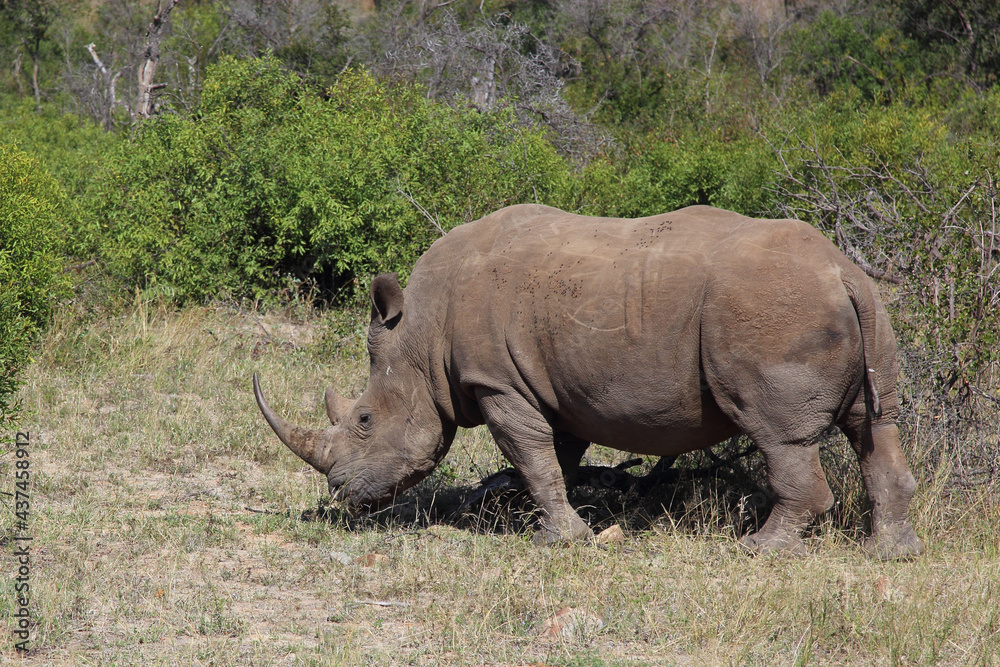 Breitmaulnashorn / Square-lipped rhinoceros / Ceratotherium Simum Breitmaulnashorn / Square-lipped rhinoceros / Ceratotherium Simum