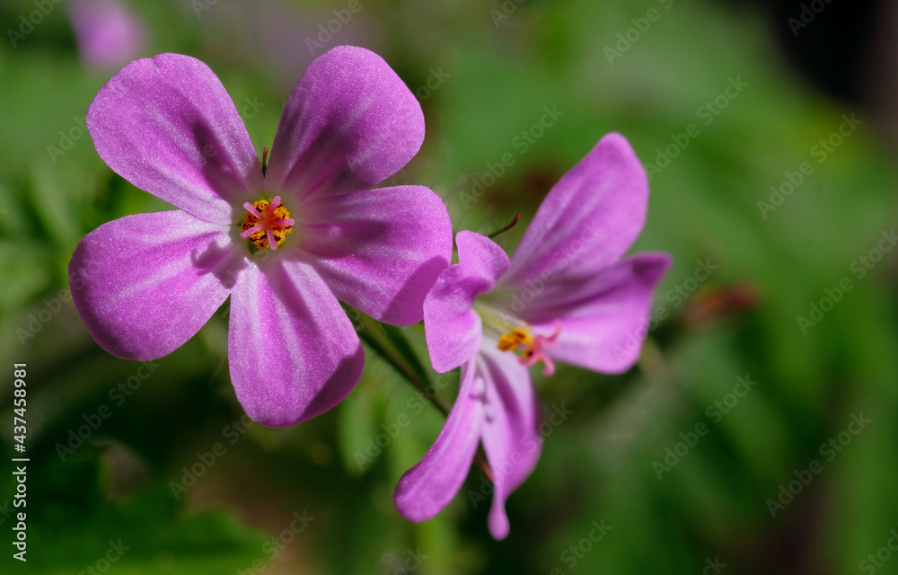 Geranium pink Geranium pink