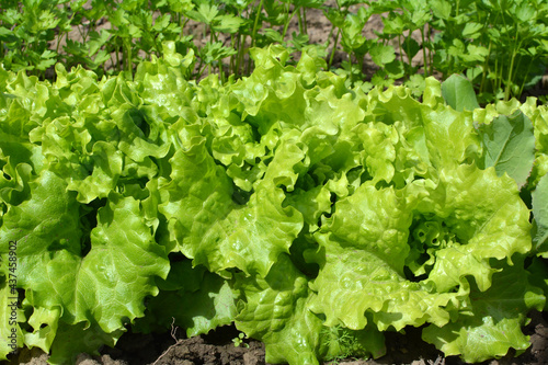 In the open ground grows lettuce (Lactuca sativa)