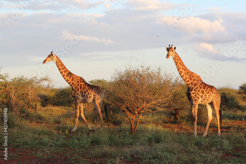 Canvas Print Giraffe / Giraffe / Giraffa camelopardalis