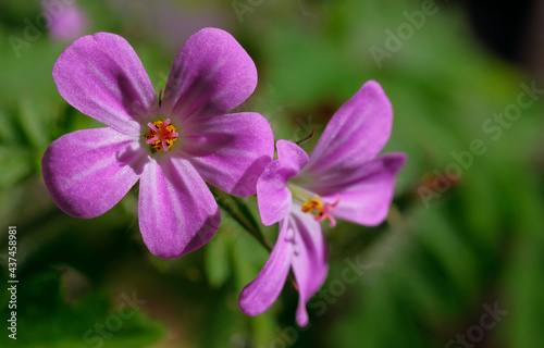 Geranium pink