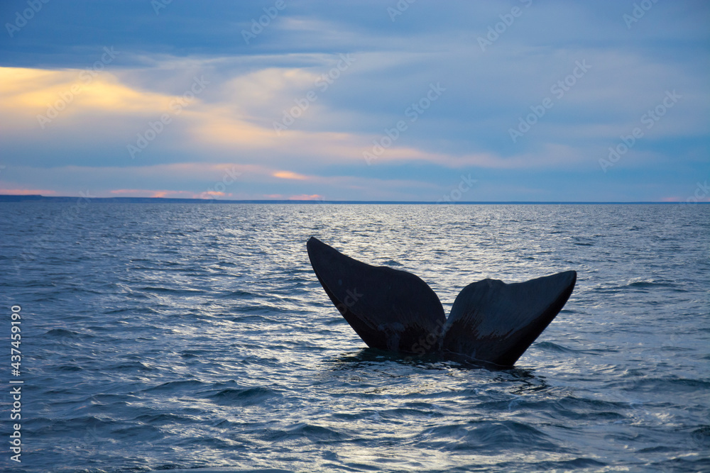 Fototapeta premium Southern Right whale tail, Puerto Madryn, Patagonia, Argentina