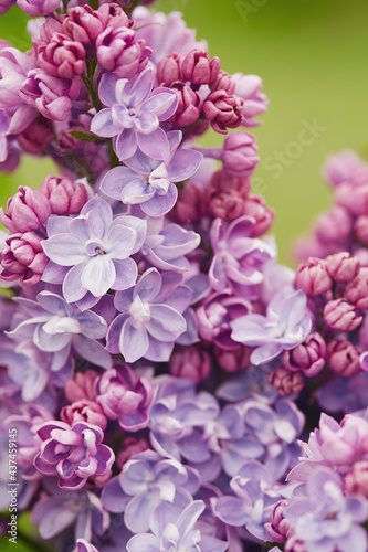 beautiful lilac flowers in a spring garden © Diana Taliun