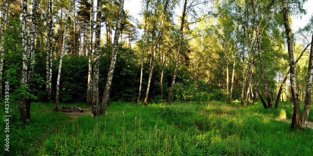 Obraz premium A summer walk through the forest, a beautiful panorama.