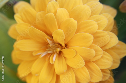 floral display roses marigolds snapdragons 