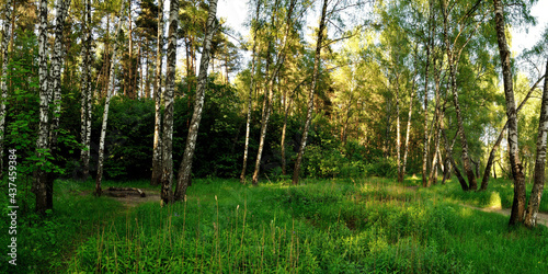 Fototapeta Naklejka Na Ścianę i Meble -  A summer walk through the forest, a beautiful panorama.