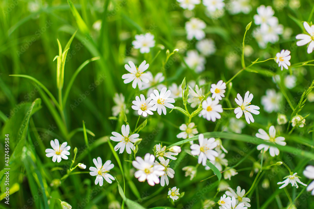field of daisies field of daisies