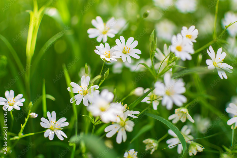 daisies in a field daisies in a field