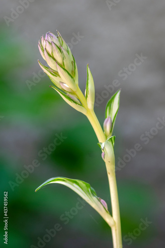 Hosta tardiva cultivated ornamental flowers starting to bloom  beautiful flowering plants with buds