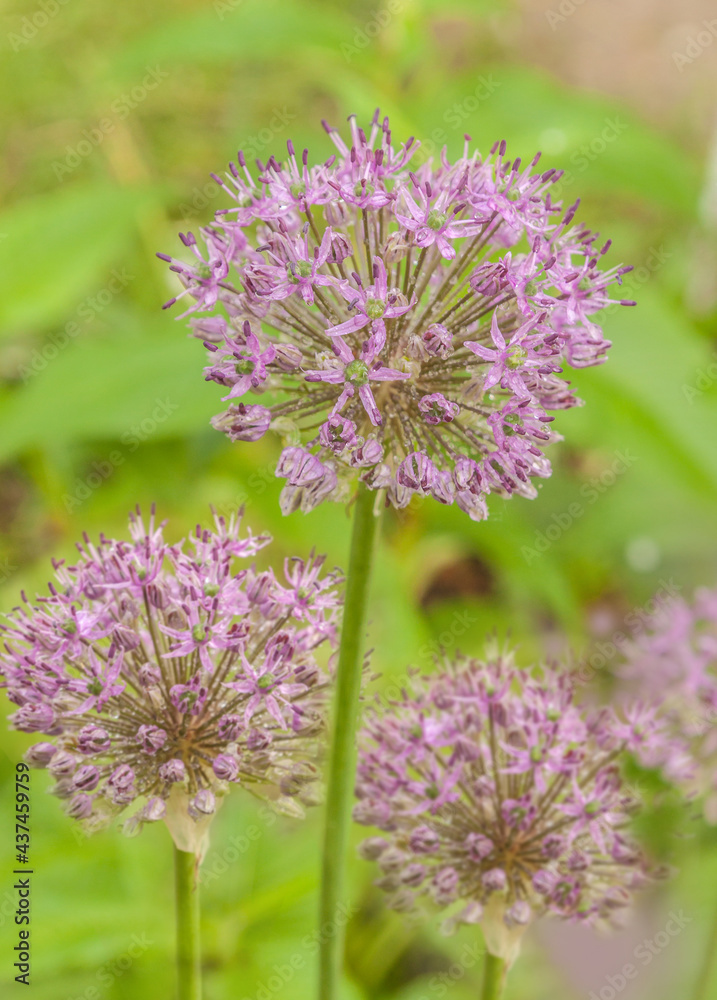Allium blooming with purple balls in garden Allium blooming with purple balls in garden