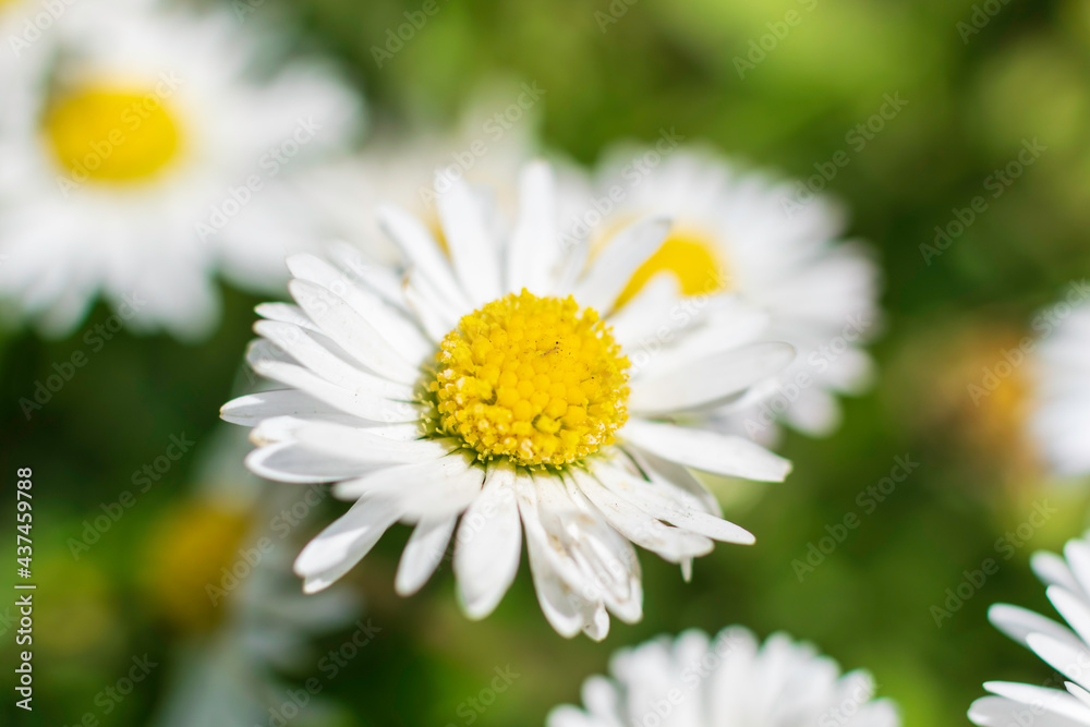 daisy flower daisy flower
