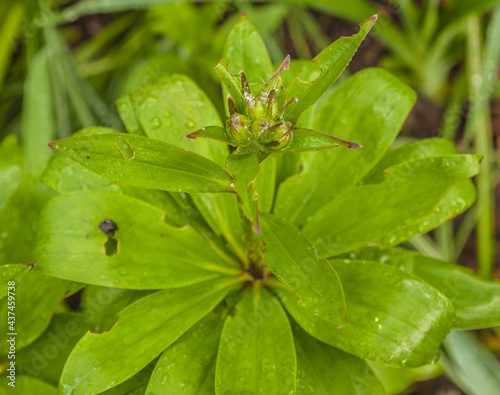 Bud lily martagon  with water drops