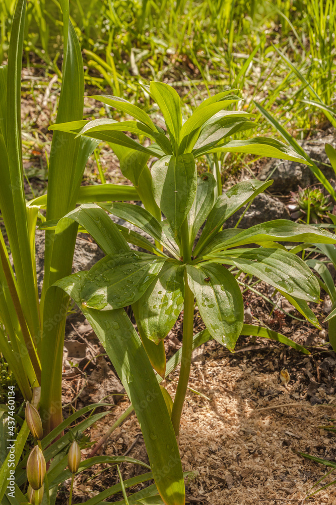 Fototapeta premium Lilium martagon in spring garden