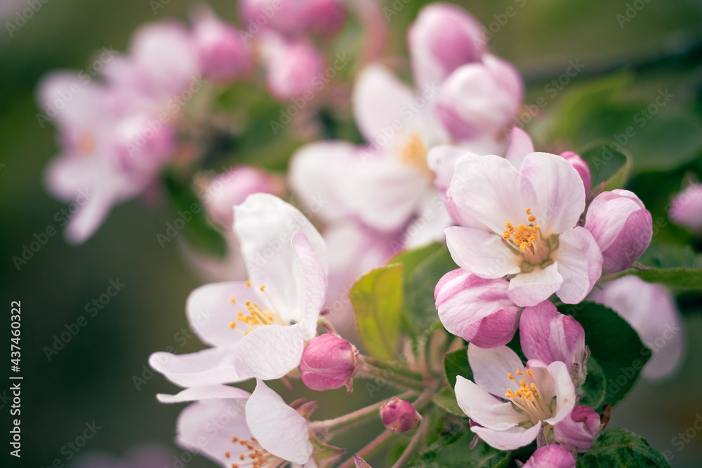 Apple blossoms close up. Pink flowers with yellow stamens