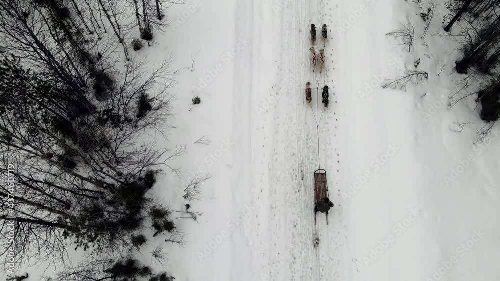 Drone Aerial view of dogsledding handler with team of trained husky dogs mountain pass, husky dog sled riding in winter forest