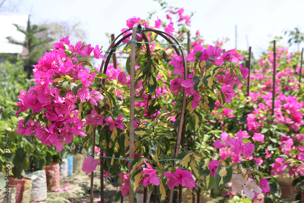 Beautiful Pink Bougainvillea flowers on a bush in the garden