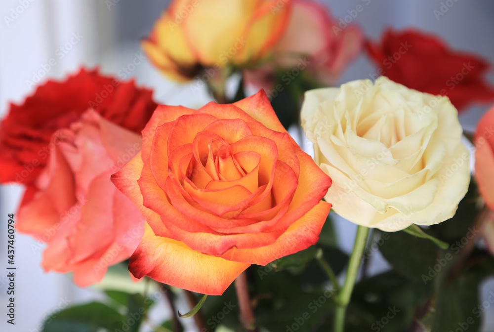 Beautiful bouquet of delicate colorful roses Beautiful bouquet of delicate colorful roses