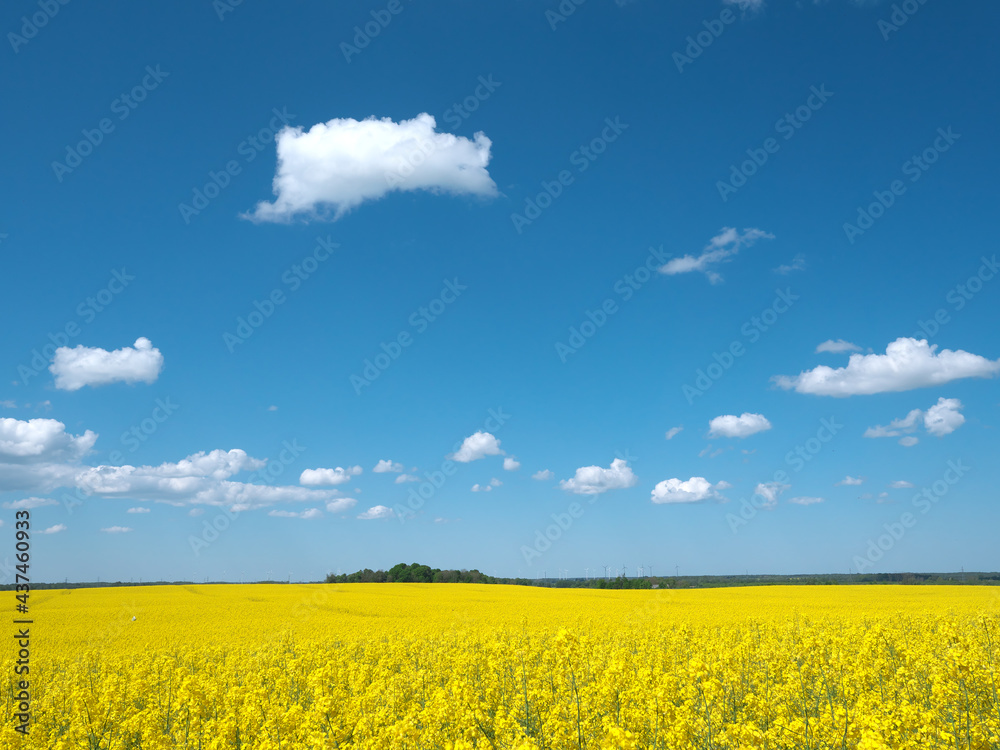 Blooming rapeseed field and blue sky.