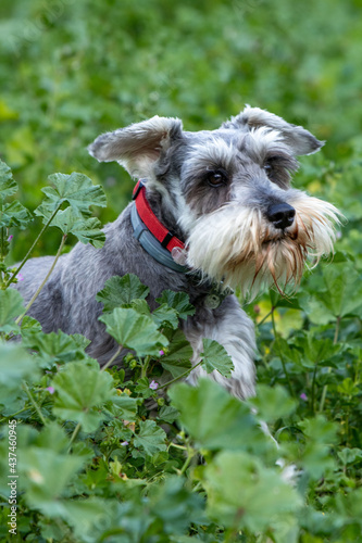 Dog Schnauzer Miniature on a field