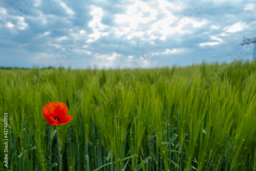 in  green corn field stands a bright poppy flower