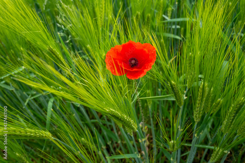 in green corn field stands a bright poppy flower in green corn field stands a bright poppy flower