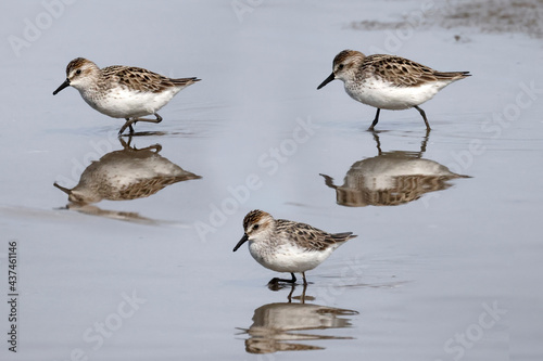 Semi Palmated Sandpipers feeding, eating, hunting for food, wading at beach and sometimes fighting nastily for feeding spots. Feeding on an overcast and misty day in summer at the lake