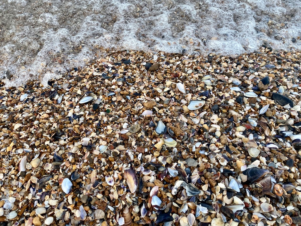 pebbles abs seashells on the beach pebbles abs seashells on the beach
