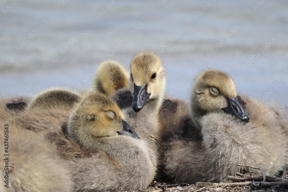 Canada goose chicks and male adult flying very close honking steadily at lake in summer
Canada goose chicks and male adult flying very close honking steadily at lake in summer