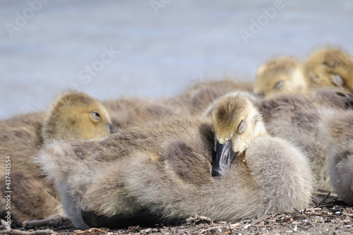 Canada goose chicks and male adult flying very close honking steadily at lake in summer  © Janet