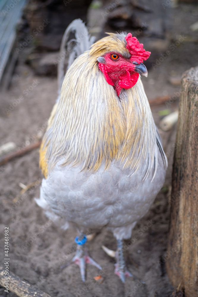 Naklejka premium Hahn