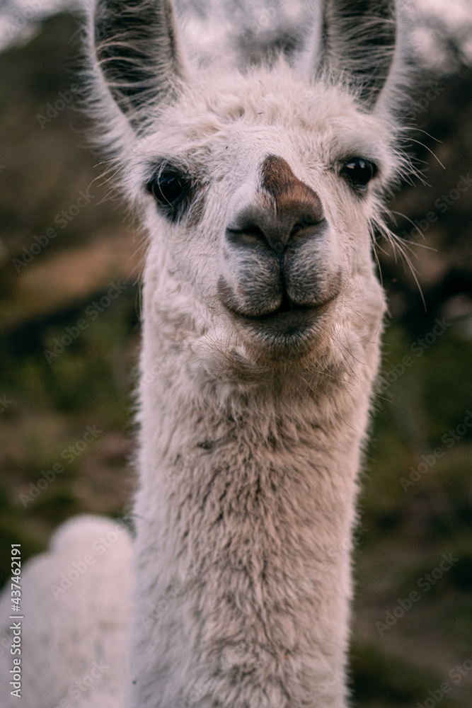 Obraz premium close up of a llama