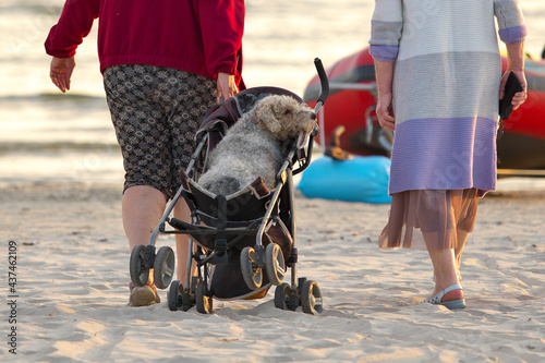 Paralyzed dog for a walk. A woman is carrying a dog in a stroller.