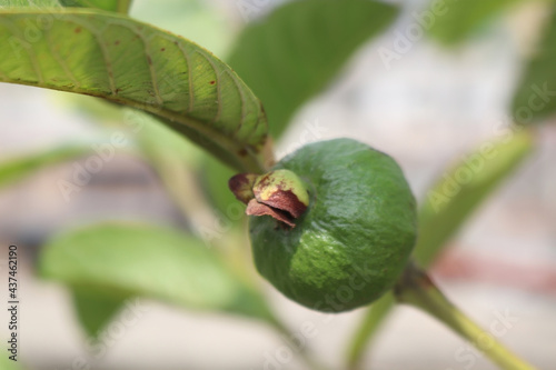 Fresh green fruit photography of gauva.