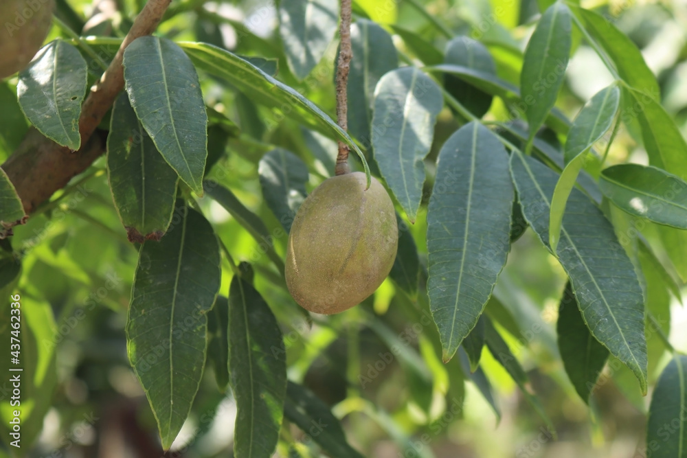 Fresh ripe hog plum growing on a tree